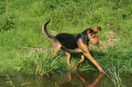 laufender Schferhund-Mischling