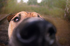 Staffordshire-Terrier-Mischling Auge