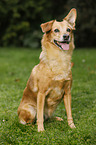 sitzender Dackel-Rehpinscher