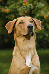 Boxer-Schferhund-Labrador Portrait
