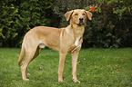 Boxer-Schferhund-Labrador