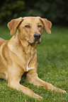 liegender Boxer-Schferhund-Labrador