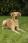 liegender Boxer-Schferhund-Labrador