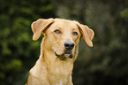 Boxer-Schferhund-Labrador Portrait