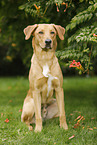 sitzender Boxer-Schferhund-Labrador
