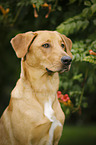 Boxer-Schferhund-Labrador Portrait