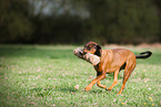 apportierende Hannoverscher-Schweihund-Brandlbracke