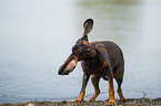 Hannoverscher-Schweihund-Brandlbracke schttelt sich