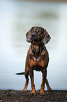 Hannoverscher-Schweihund-Brandlbracke