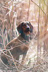 sitzende Hannoverscher-Schweihund-Brandlbracke