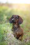 sitzende Hannoverscher-Schweihund-Brandlbracke