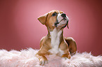 8 Wochen alter Welpe
