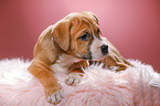 8 Wochen alter Welpe