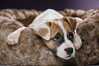 8 Wochen alter Welpe