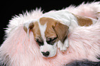 schlafender Welpe