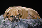 schlafender Welpe