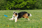 spielender Border-Collie-Australian-Shepherd