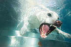 Labrador-Retriever-Schferhund im Wasser