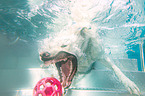 spielender Labrador-Retriever-Schferhund