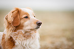 Cocker-Spaniel-Mischling Portrait