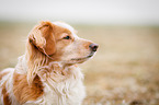 Cocker-Spaniel-Mischling Portrait