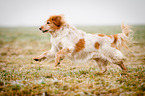 rennender Cocker-Spaniel-Mischling