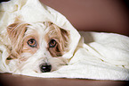 liegender Parson-Russell-Terrier-Mischling