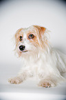 liegender Parson-Russell-Terrier-Mischling