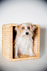 sitzender Parson-Russell-Terrier-Mischling