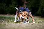 junge Beagle-Mischlinge