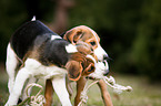 junge Beagle-Mischlinge