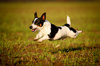 springender Jack-Russell-Terrier-Mischling