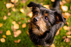 Mischling Portrait