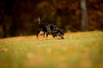 schnuppernder Mischling