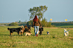 Frau und Hunde