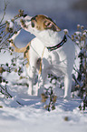 Bulldogge-Mischling steht im Schnee