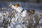 Bulldogge-Mischling steht im Schnee