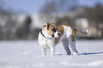 Bulldogge-Mischling steht im Schnee