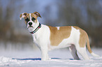 Bulldogge-Mischling steht im Schnee