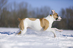 Bulldogge-Mischling rennt durch den Schnee