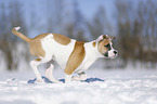 Bulldogge-Mischling rennt durch den Schnee