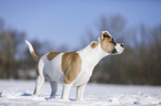 Bulldogge-Mischling steht im Schnee