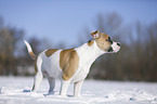 Bulldogge-Mischling steht im Schnee