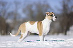 Bulldogge-Mischling steht im Schnee