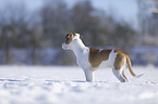 Bulldogge-Mischling steht im Schnee