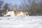 Bulldogge-Mischling rennt durch den Schnee