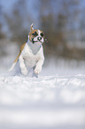 Bulldogge-Mischling rennt durch den Schnee