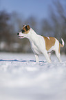 junger Hund im Schee