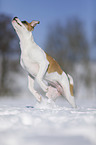 springender Bulldogge-Mischling