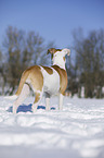 Bulldogge-Mischling steht im Schnee